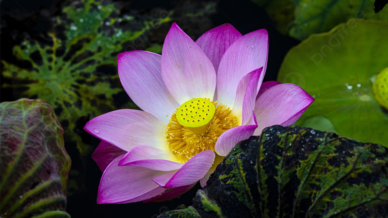 Nhiều đóa sen hồng nở bung trên mặt hồ