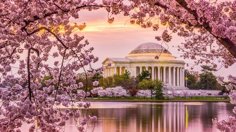 Những bông hoa anh đào mỏng manh khoe sắc trên nền trời xanh