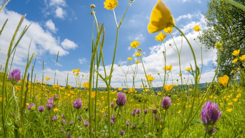 Những bông hoa dại nhỏ li ti nở rộ trên thảm cỏ xanh của thảo nguyên