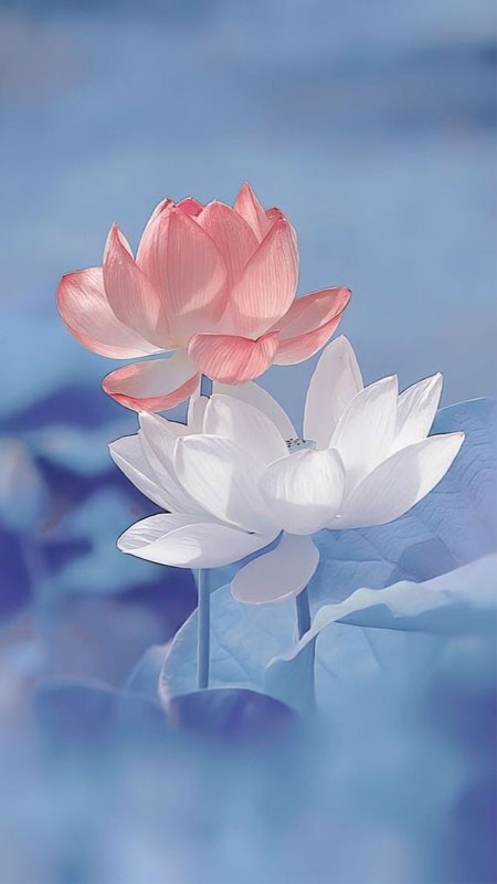 Những bông hoa sen trắng và nụ chúm chím trong đầm