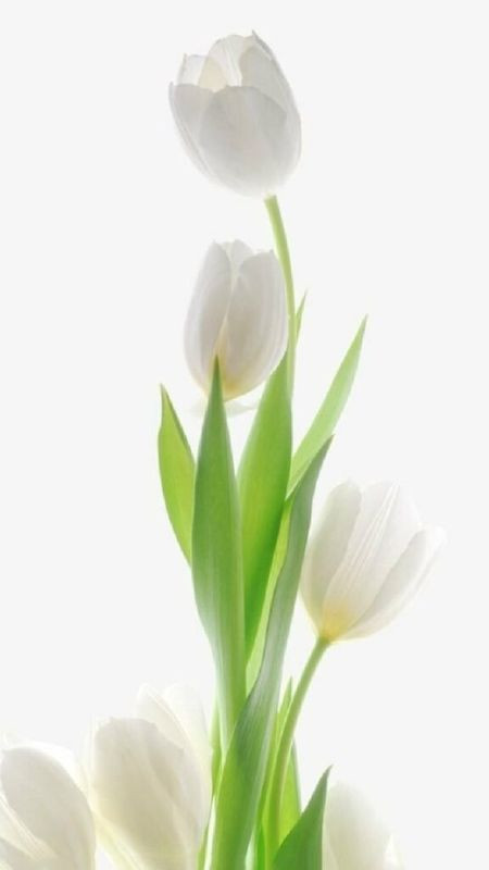 Những bông tulip trắng nhìn từ trên xuống, ảnh màu trắng hoa tulip
