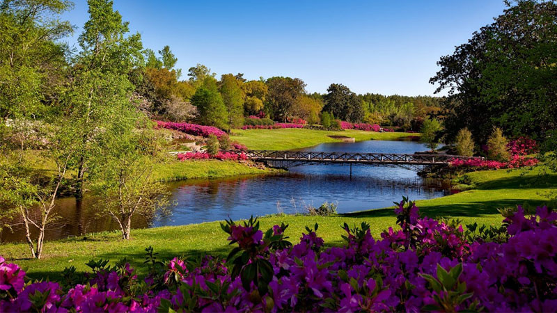 Những cánh hoa hồng lofi với tông màu pastel nhẹ nhàng