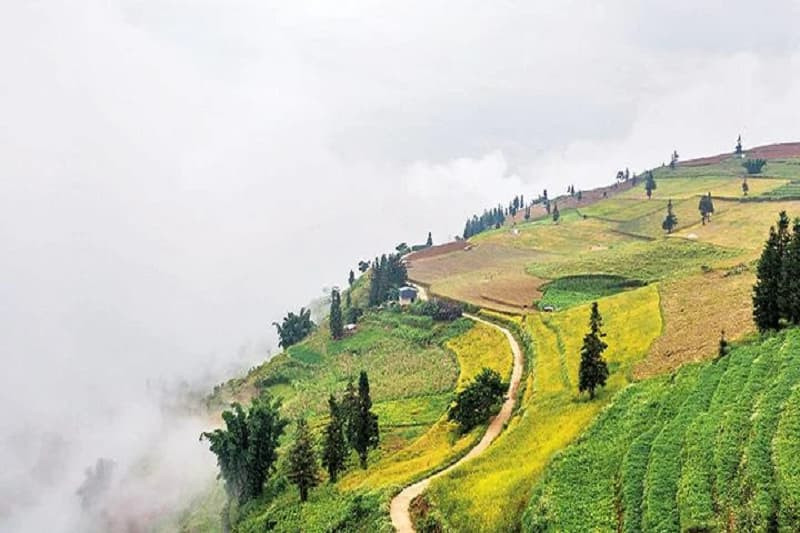 Những cây bụi nhỏ mọc rải rác trên thảo nguyên cỏ xanh, ảnh cây xanh bụi