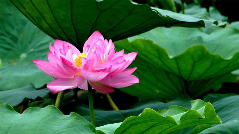 Những giọt sương nhỏ đọng lại trên cánh sen hồng