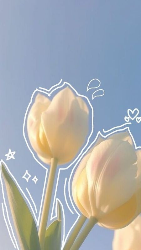 Những nét vẽ đơn giản giúp tăng sự đáng yêu của tulip trắng