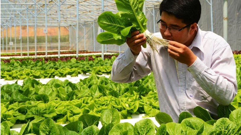 Nông sản đạt tiêu chuẩn GAP giúp nhà sản xuất nâng cao giá trị và khả năng cạnh tranh trên thị trường