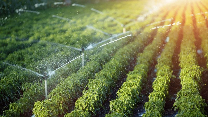 Nông sản tươi ngon, an toàn đáp ứng mục tiêu của tiêu chuẩn GAP về chất lượng và bền vững