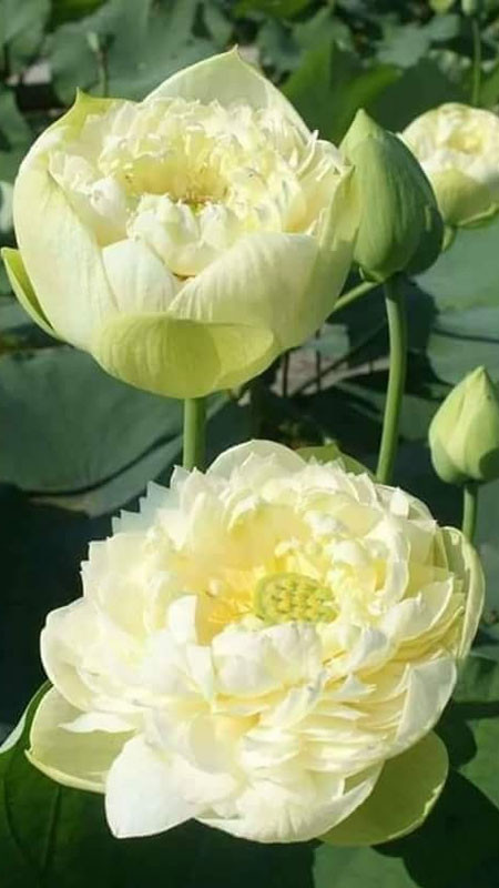 Nụ hoa sen trắng đang hé nở đầy sức sống