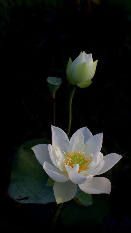 Nụ sen trắng đang hé nở trên nền lá xanh mờ