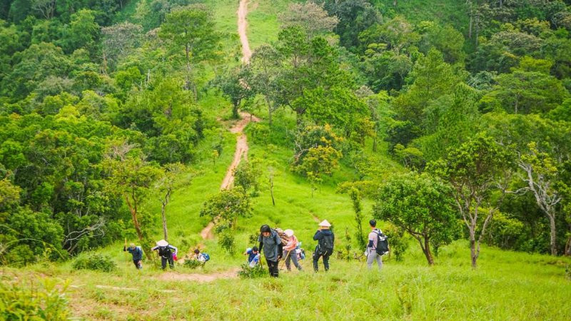 Phong cảnh rừng nguyên sinh hoặc đỉnh núi Tả Liên Sơn trên cung đường trekking