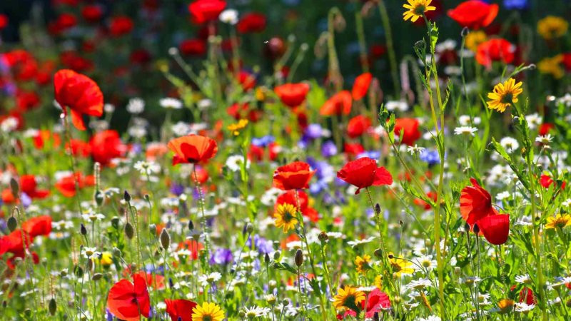 Phong cảnh thảo nguyên rộng lớn với đồi núi xa xa dưới ánh nắng xuân