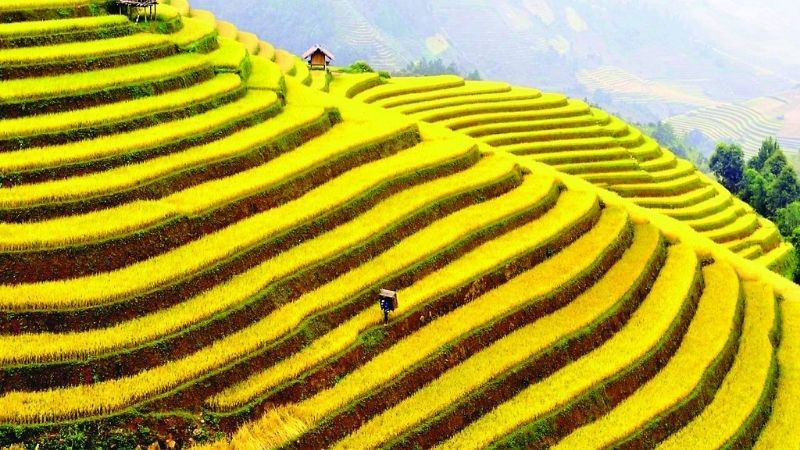 Ruộng bậc thang xanh mướt trải dài trên sườn đồi ở vùng núi phía Bắc Việt Nam