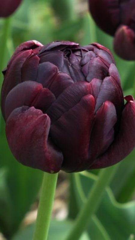 Sắc đẹp thu hút lạ lùng của ảnh hoa tulip đen pha tím