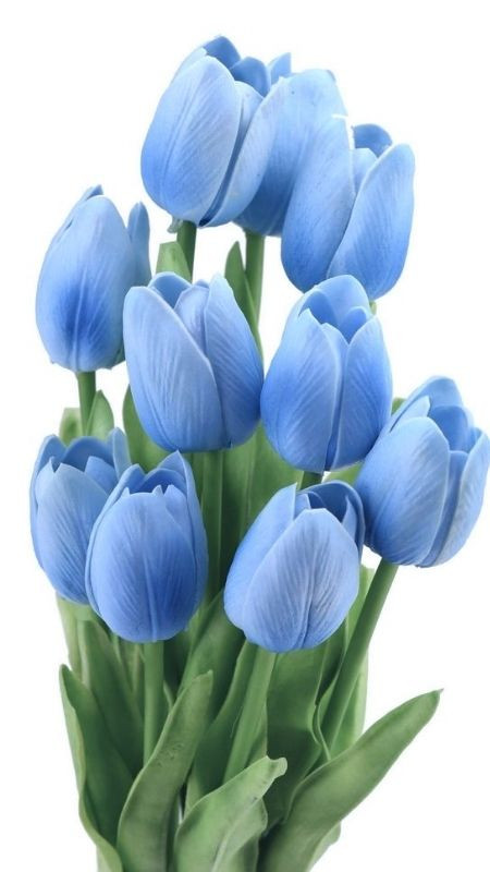 Sắc đẹp tinh khôi và tràn đầy sức sống của những cành tulip xanh