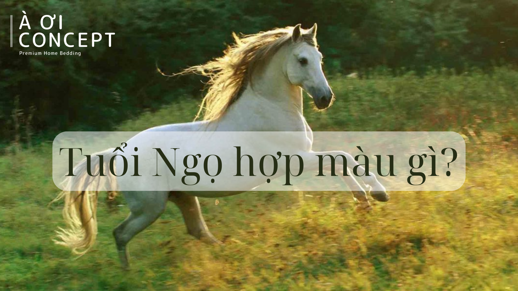 Các màu sắc hợp tuổi Ngọ mệnh Thổ mang lại may mắn và năng lượng tích cực