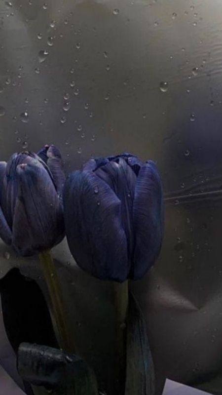 Sự kiên cường của tulip đen dưới bầu trời mưa