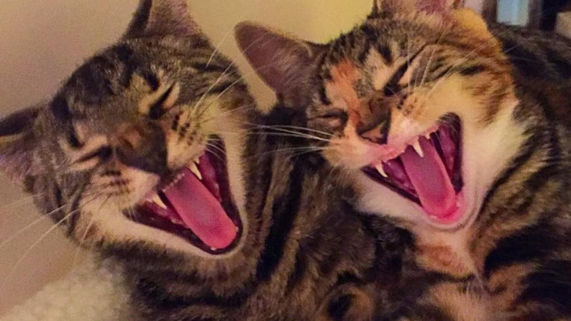 Sự sáng tạo trong việc tạo ra ảnh cười đa dạng