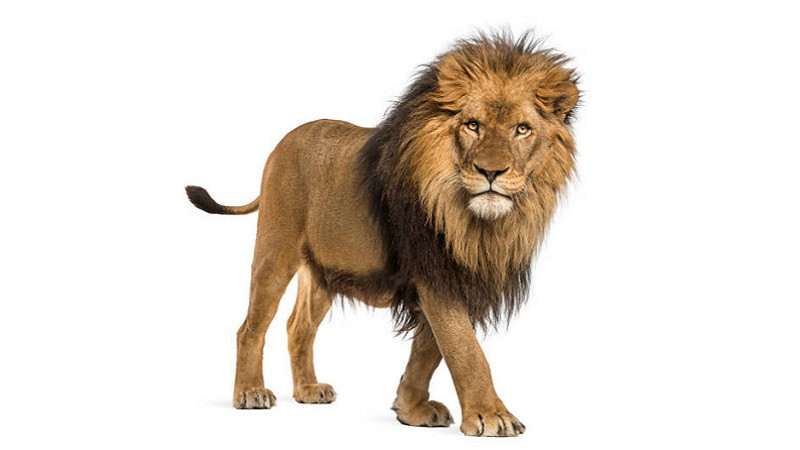 Sư tử đực có bờm đang đi bộ trên đồng cỏ khô