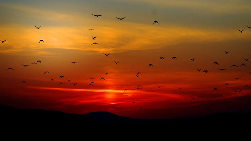 Sương mù lãng đãng trong nắng bình minh trên núi