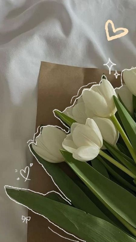 Tải ảnh tulip trắng đơn giản dành cho điện thoại