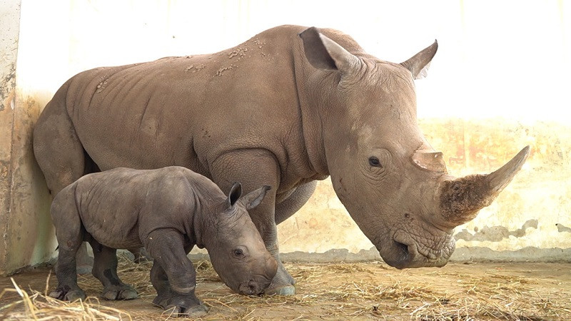 Tê giác đang đứng trên nền đất