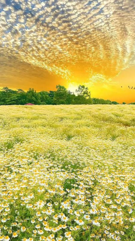 Thác nước đổ xuống sườn núi trong khung cảnh thiên nhiên tươi mát làm hình nền điện thoại 4K