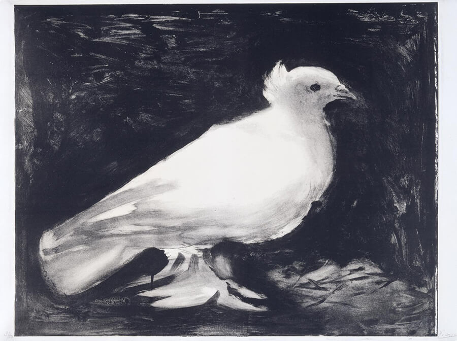 Pablo Picasso: Cuộc Đời và Sự Nghiệp của Họa Sĩ Huyền Thoại The Dove of Peace - hoạ sĩ Picasso