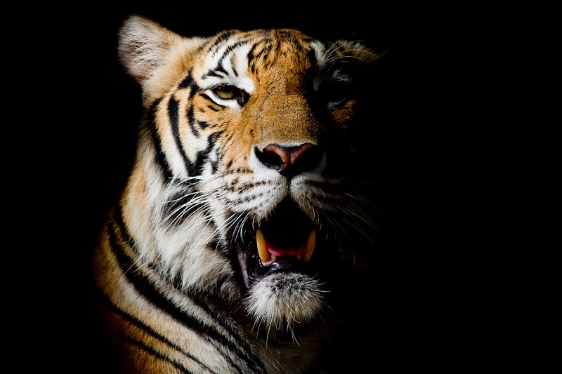 Thiết kế hổ 3D ấn tượng thể hiện sức mạnh