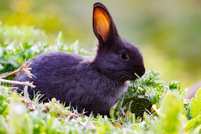 Thỏ đứng trước lối vào hang dưới lòng đất