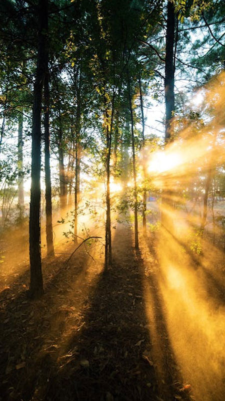 Tia nắng mặt trời ban mai chiếu qua rừng cây, soi sáng con đường mòn