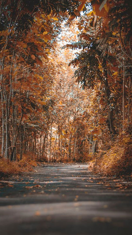 Tia nắng mặt trời chiếu xuống mặt đất trong khu rừng rậm rạp