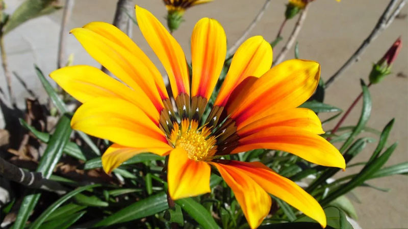 Tia nắng mặt trời xuyên qua những cánh hoa mỏng manh