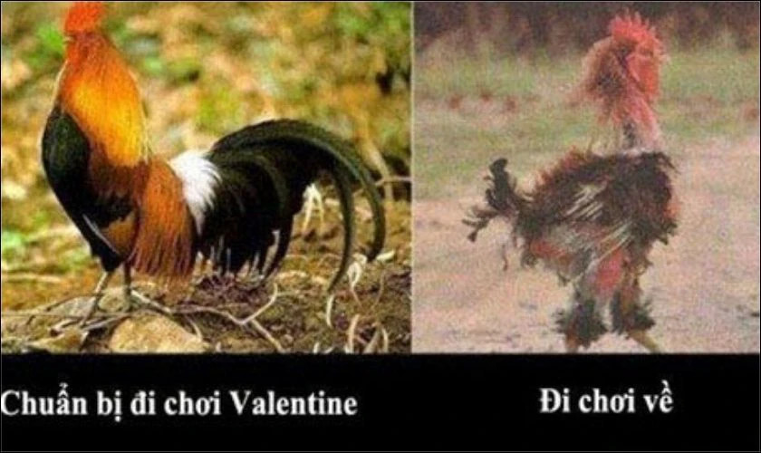 Tình hình chung của các cặp đôi ngày Valentine qua ảnh chế