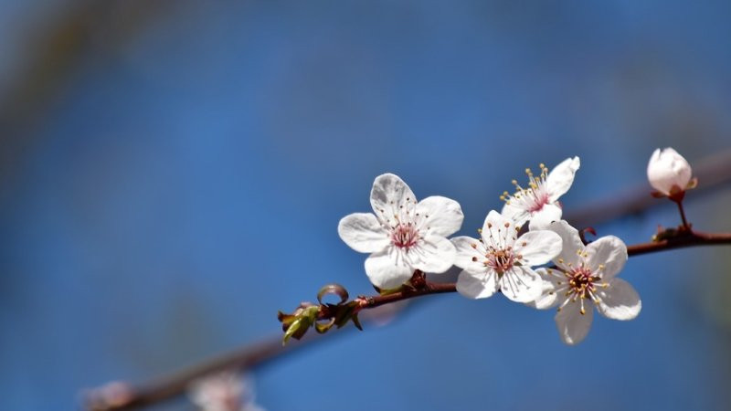 Toàn cảnh bầu trời rộng lớn với mây trắng và nền trời xanh trong