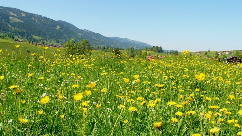 Toàn cảnh một thảo nguyên xanh mướt trải dài đến chân trời vào mùa xuân