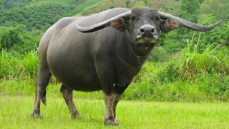 Trâu đen đang đứng trên bờ ruộng