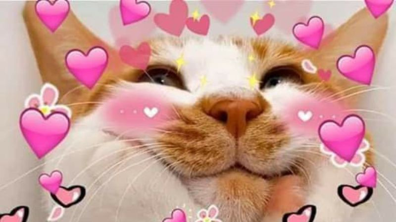 Tư thế hài hước của mèo làm meme