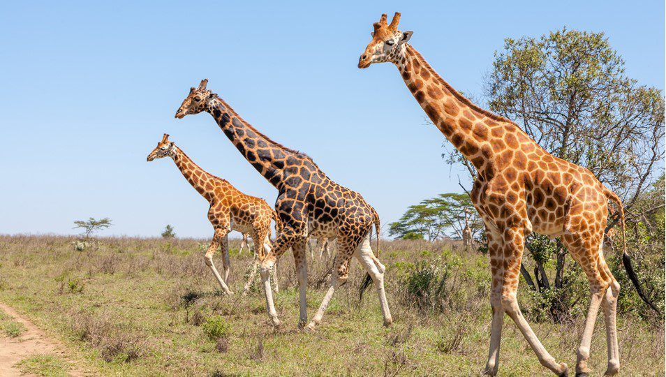 Tư thế uy nghi của hươu cao cổ dưới ánh nắng