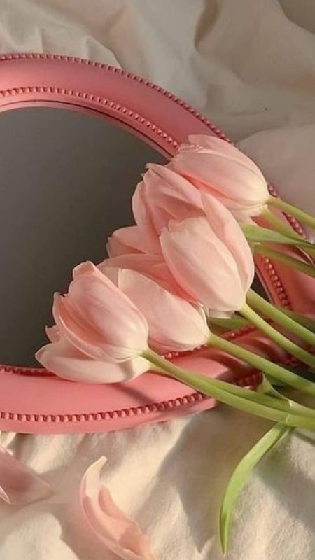 Tulip hồng soi mình trong gương thanh cao và dịu dàng