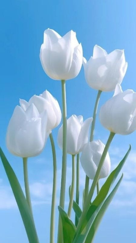 Tulip trắng cùng bầu trời xanh dễ thương và tràn đầy năng lượng