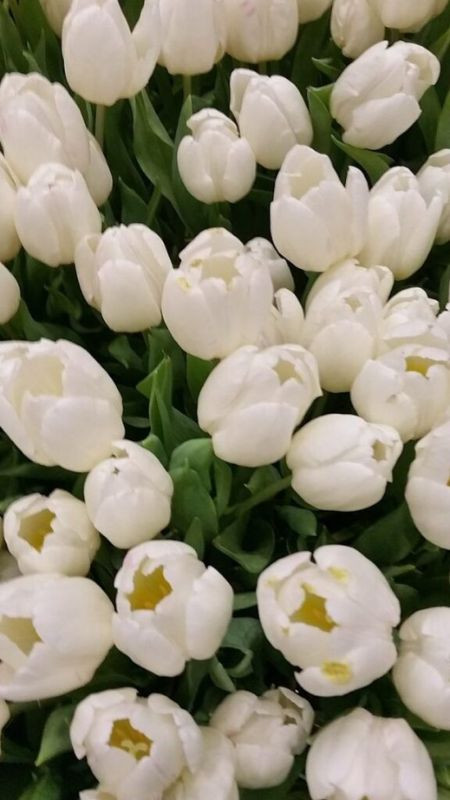 Tulip trắng và nụ hoa, ảnh màu trắng hoa tulip