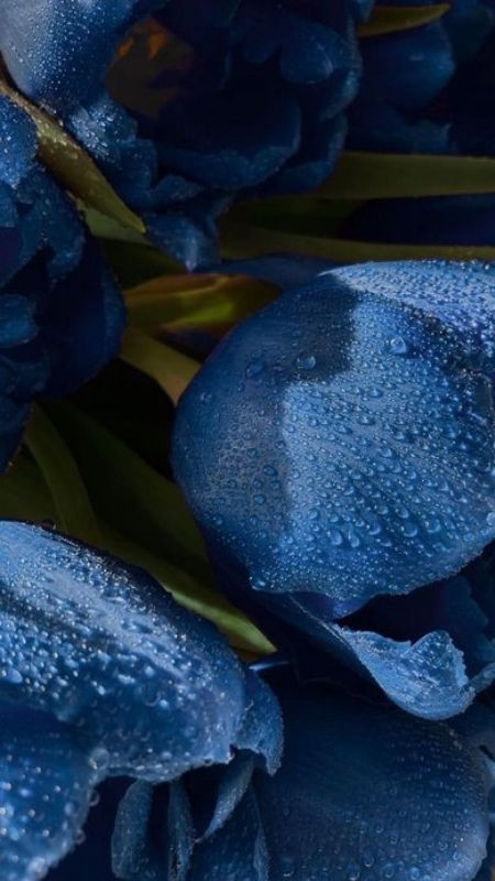 Tulip xanh rực rỡ và ấn tượng với màu hoa lạ