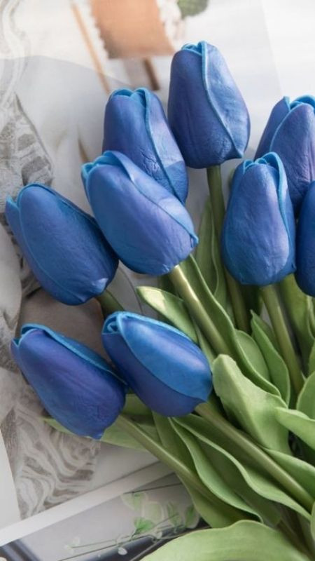 Tulip xanh và nàng, vẻ đẹp của sự dịu dàng