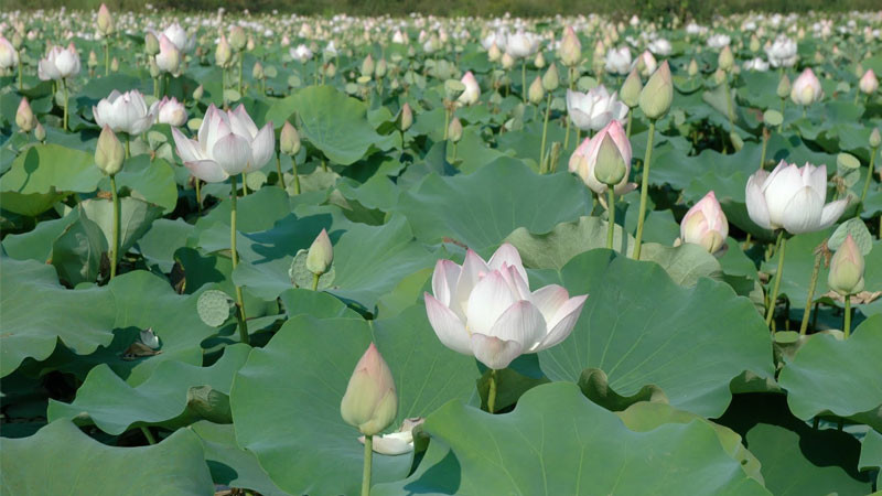 Tượng Phật tọa trên đài sen trắng linh thiêng