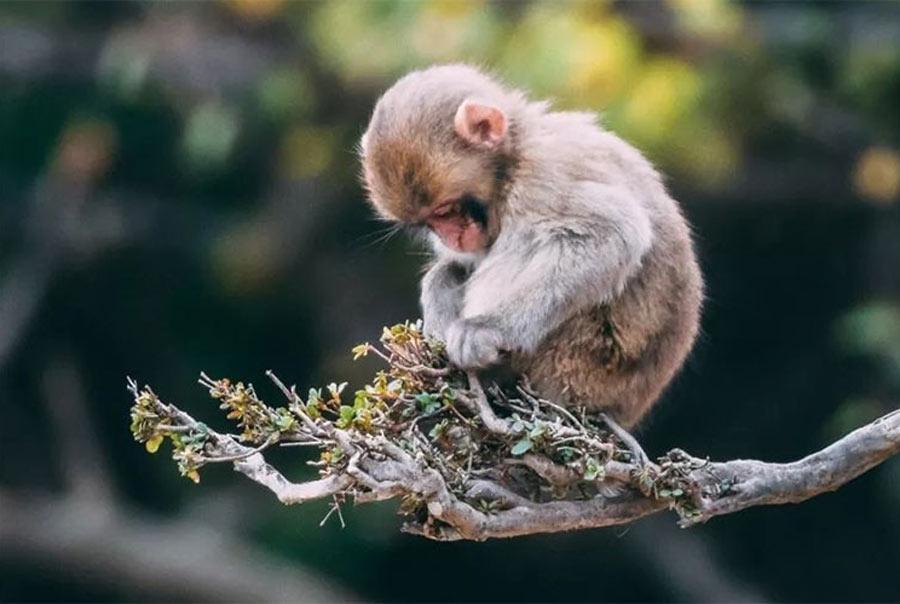 Ung dung mau sac hop menh 1992 trong nghe thuat va doi song