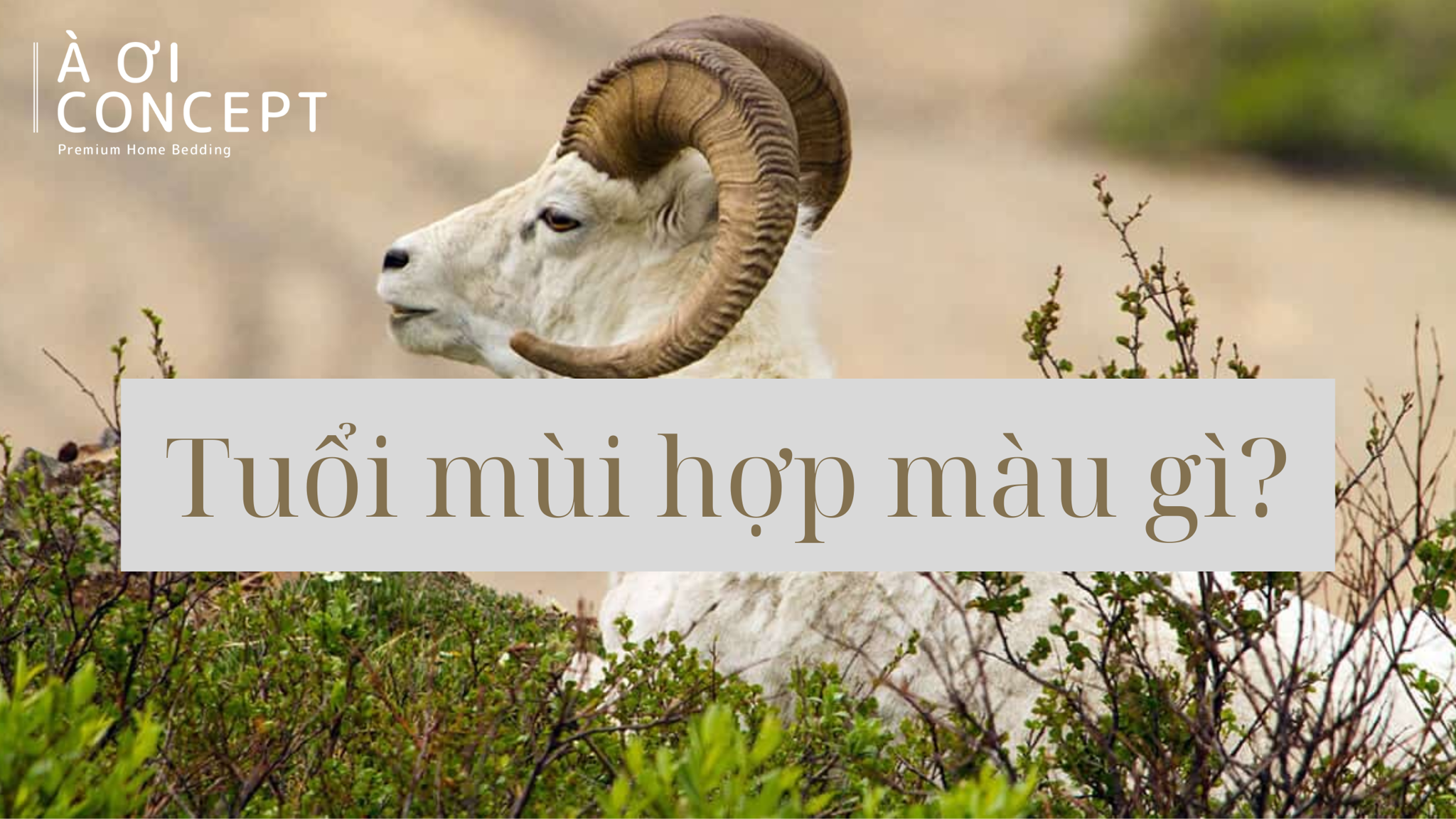 Ứng dụng màu sắc tương sinh cho người sinh năm 2015 Ất Mùi trong đời sống và nghệ thuật