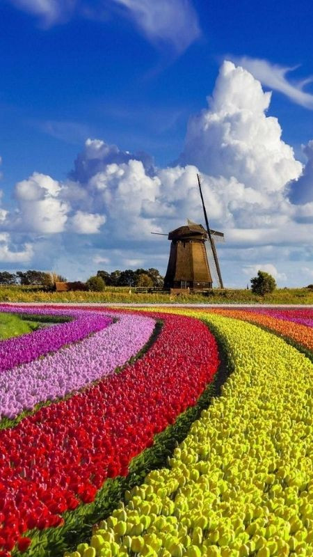 Vẻ đẹp của châu Âu qua cánh đồng hoa tulip rực rỡ và nhiều màu sắc