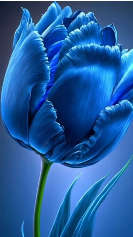 Vẻ đẹp của tulip xanh qua công nghệ hình ảnh 4K