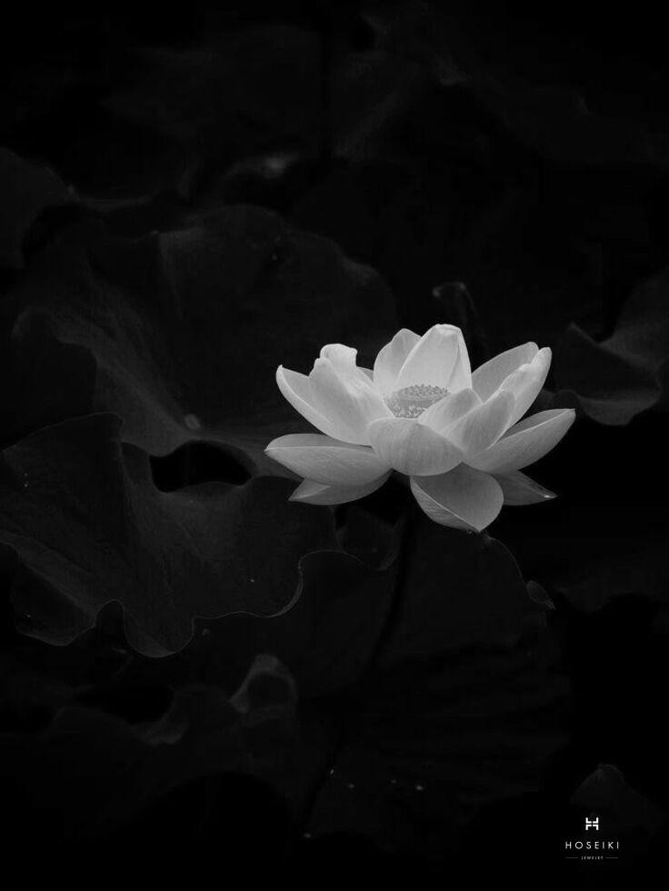 Vẻ đẹp đơn giản mà cuốn hút của hoa sen đen