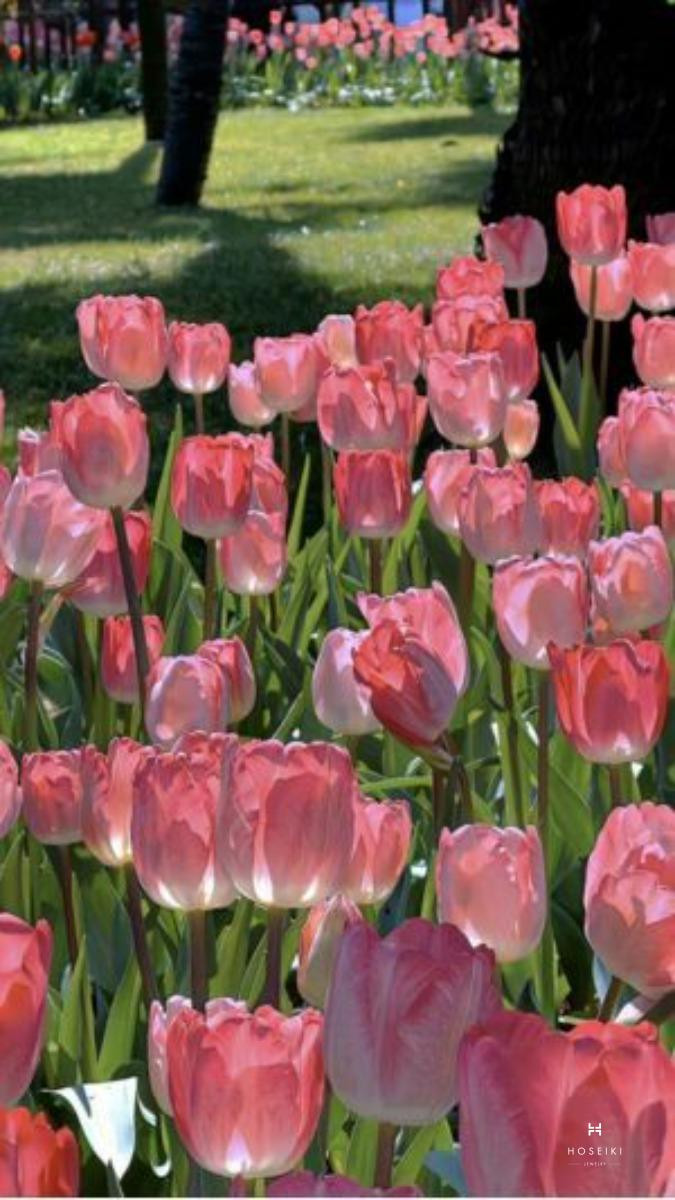 Vẻ đẹp thanh khiết của những bông hoa tulip trắng làm hình nền